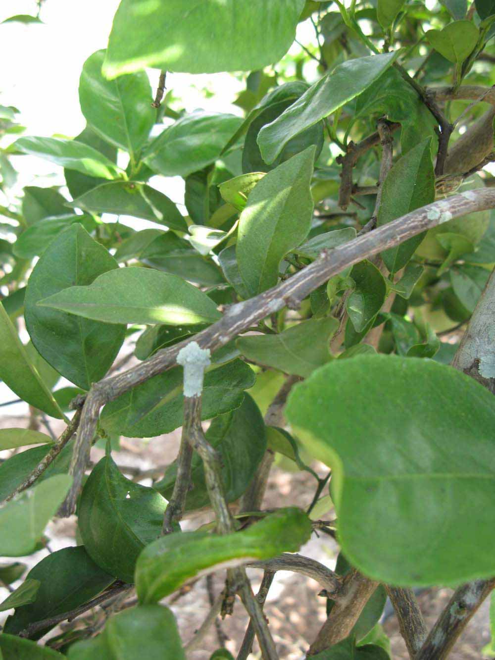              Second - third year twig (Winter Haven, FL)       